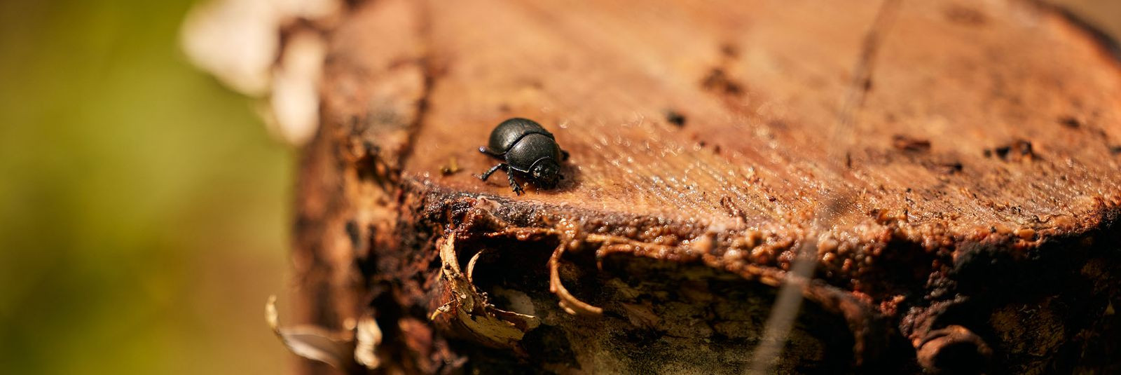 Elurikkuse tähtsusElurikkus, mis hõlmab geneetilist, liigilist ja elupaikade tasandit, on meie planeedi ja inimeste jaoks eluliselt oluline. See säilitab loodus