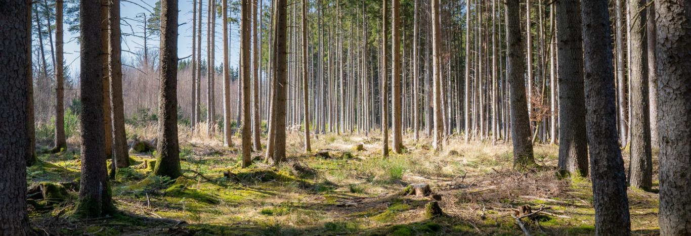 Oleme Eesti kapitalil põhinev asutus, mis tegeleb metsade jätkusuutliku ...