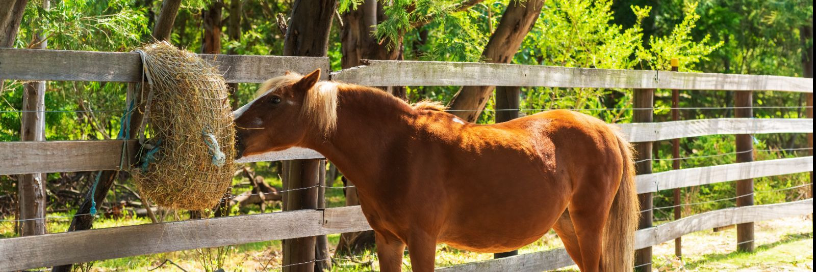 Hobuse tervis ja heaolu on igale hobuseomanikule äärmiselt olulised. Selleks, et hobune oleks terve, energiline ja jõuline, on oluline tagada talle õige toitumi