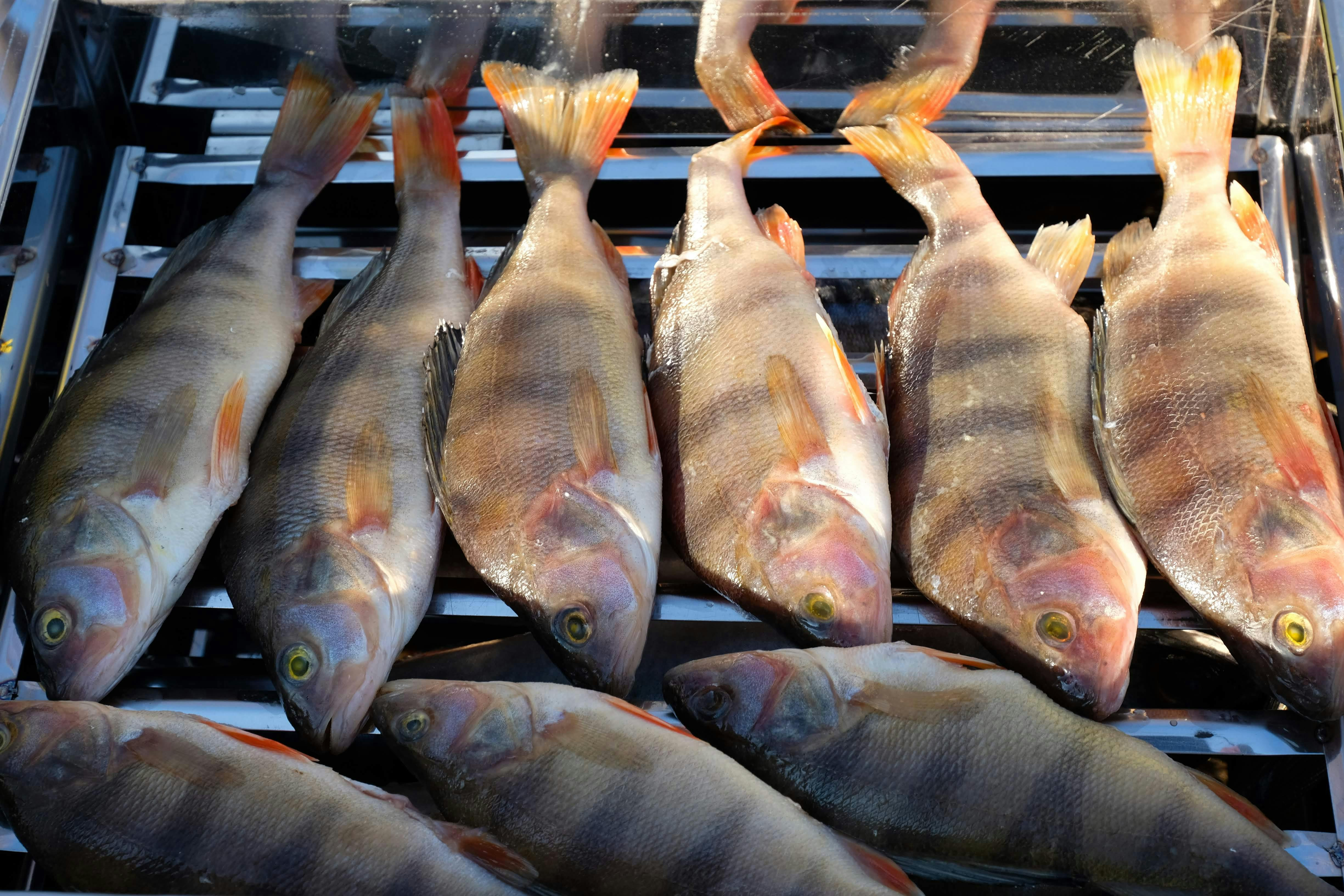 Kallaste Kalur  combines Lake Peipsi experience, local fishing and well-considered processing to bring quality  fish products  to customers for both domestic an