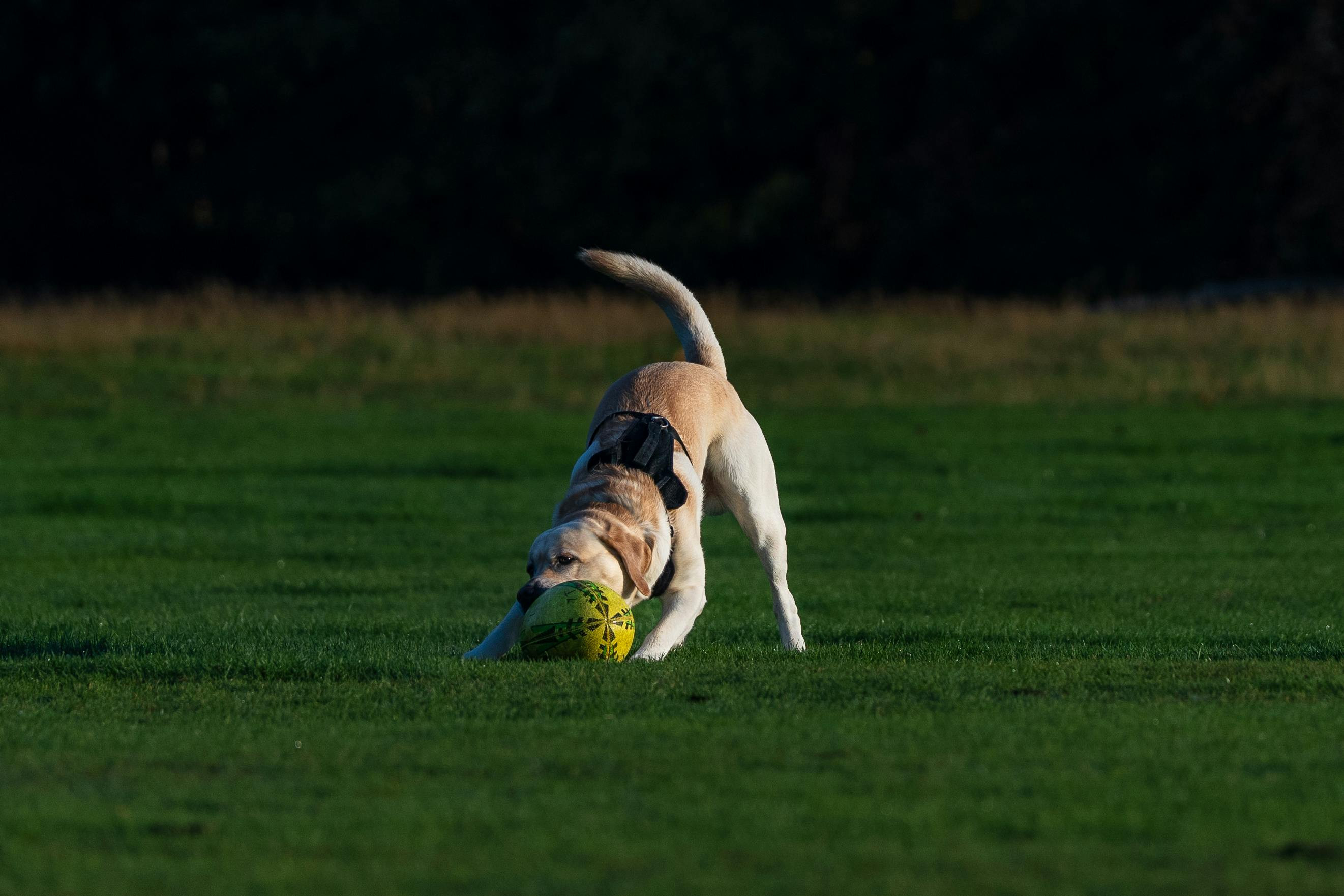 Full selection of durable training equipment helps to improve ...