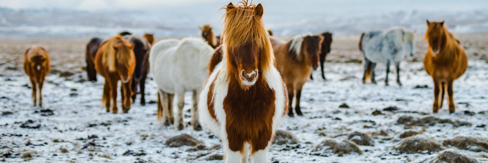 Hobutreileri sõit võib olla nii hobuseomanikule kui ka loomadele stressirohke kogemus, eriti kui teekond on pikk või kui hobune pole varem sarnases olukorras ol