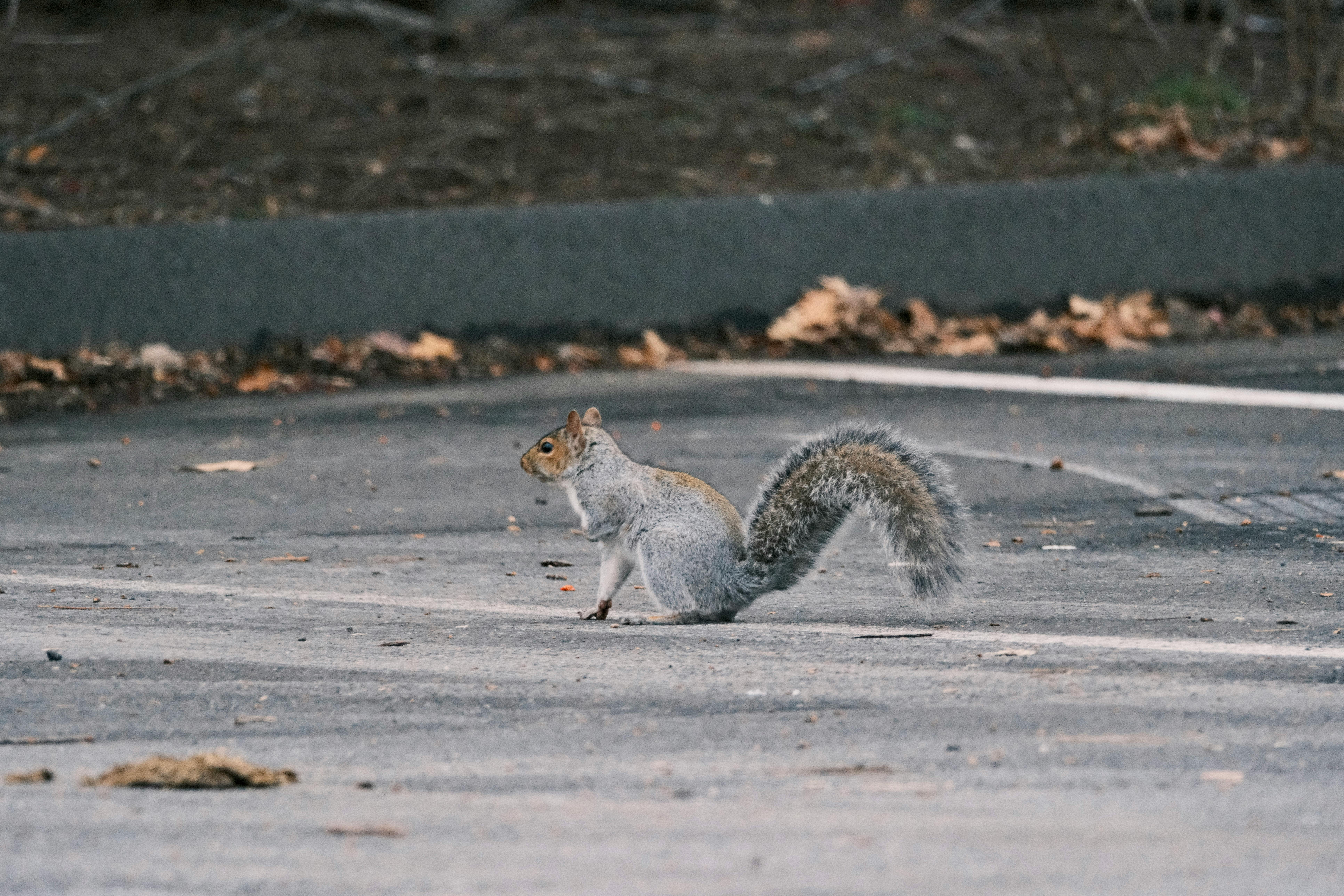 The urban environment and the dense population create situations where  city animals   may end up in inappropriate places and endanger people, property and anim