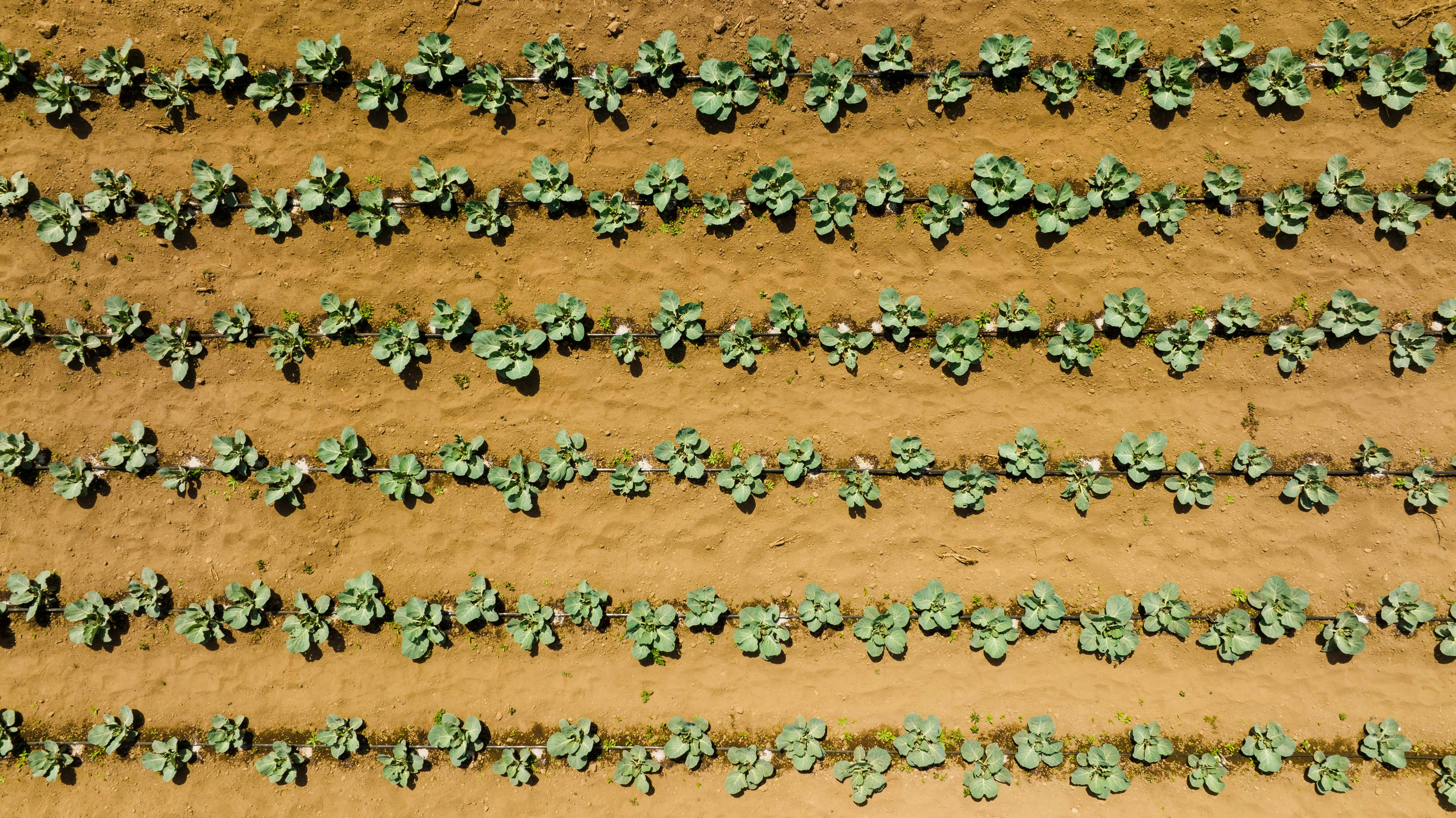 Successful  plant growing   begins with thoughtful choices that support the field throughout the growing season. High-quality  plant-growing products  and profe