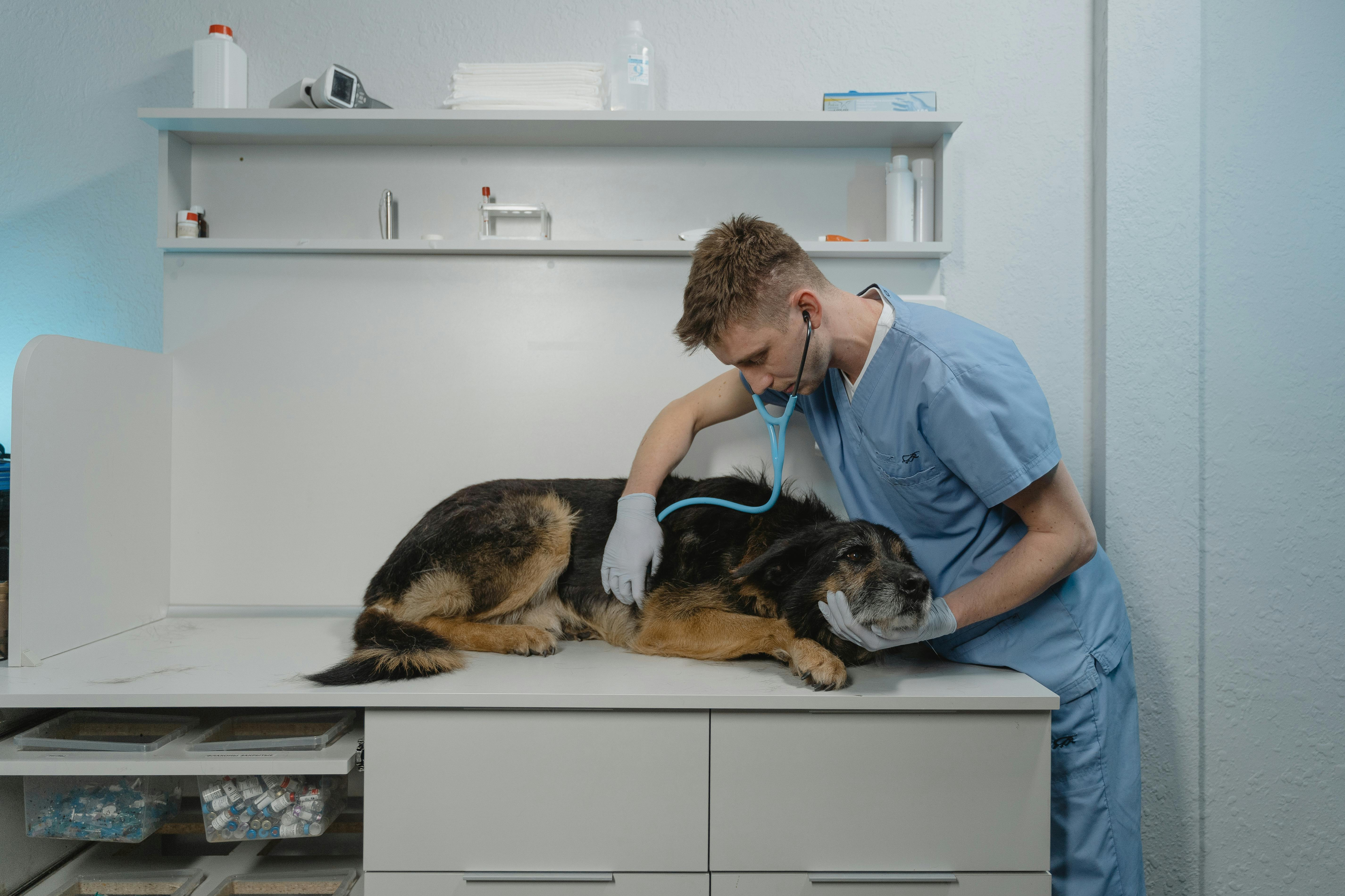 Reliable veterinary assistance for your favorite health   The well-being of the pet begins with changes observed in good time and expert assistance. Veterinary 