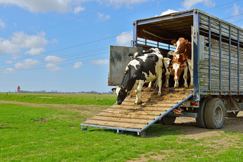 Aasta põllumees 2018 Jaan Metsamaa on Eesti juhtivaid piimatootjaid