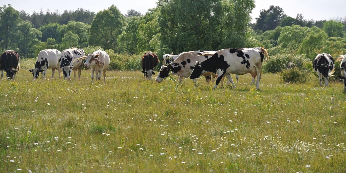 Meelis Robami  ja  Siiri Lahe  juhtitav  VAO AGRO OÜ  on 1996. aastast tegutsev põllumajandusettevõte, mis tegeleb piima tootmise, noorkarja ja põllukultuuride 