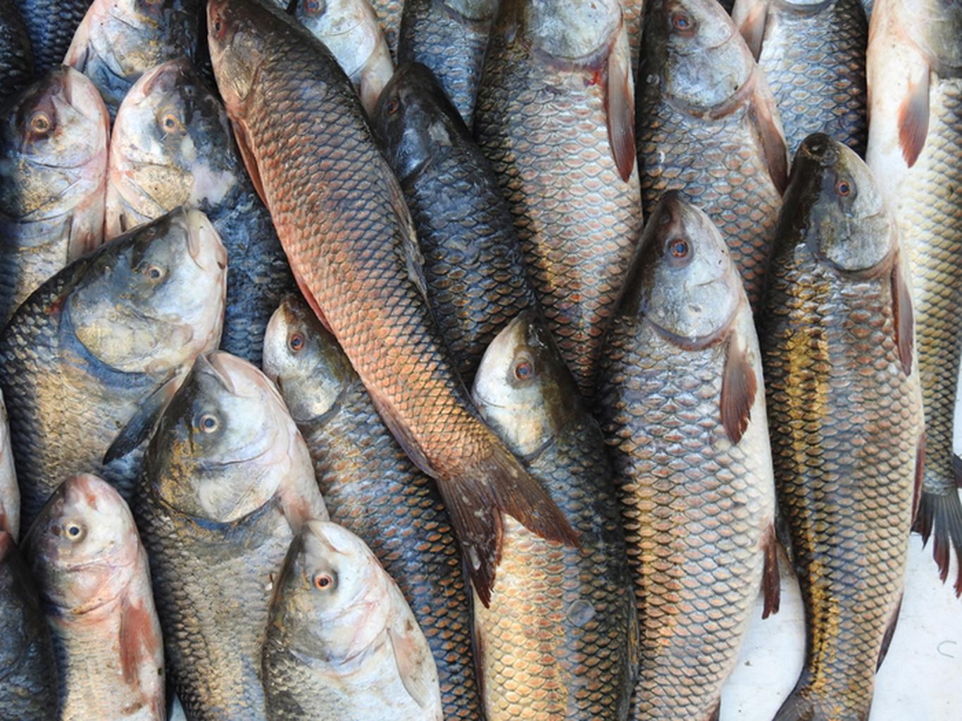 Järvamaal Paide linna Roosna-Alliku alevikus asuvas kalakasvanduses NELI ELEMENTI OÜ tuvastati kalade vereloomeorganite infektsioosse nekroosi tekitaja. Haigus 