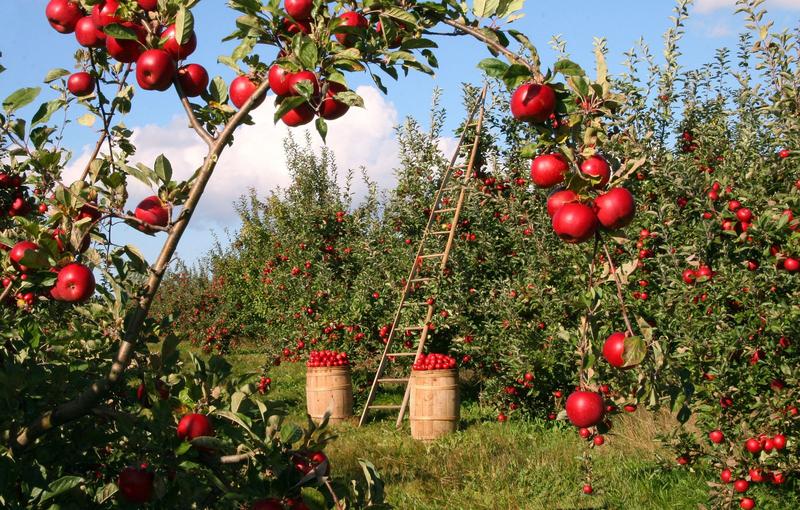 HALIKA ÕUNATALU OÜ õunad peavad poelettidel konkureerima odava Poola õunaga
