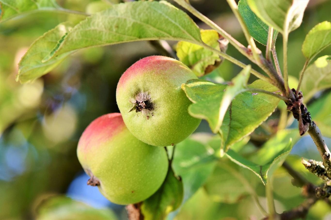 Õunamahla aga kohalikud tehased kohalikest õuntest ei pressi, ...