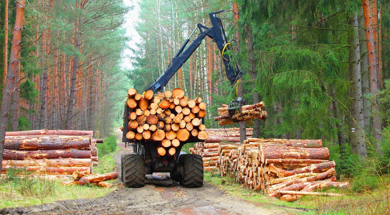 ALLIKAMETS OÜ on 2016. aastal asutatud metsamajandusega tegelev ettevõte, mis oma lühikesest east hoolimata on suutnud endale korralikult priske maksuvõla kü