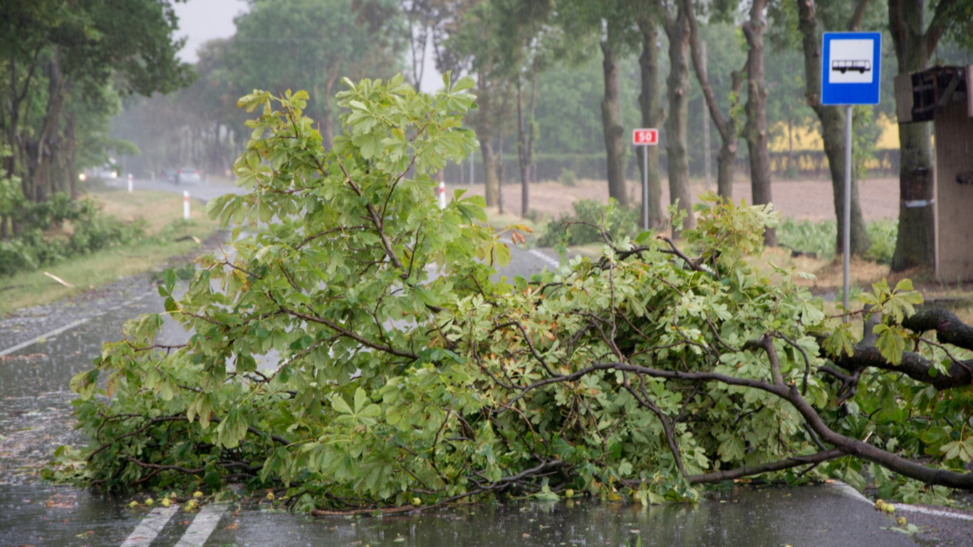 Möödunud nädalal üle Eesti laiali laotunud torm tõi kaasa ka hulga kindlustusjuhtumeid. ERGO kindlustusele on tänaseks esitatud üle 30 kahjuavalduse kogusummas 