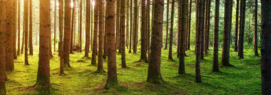 FOREST RESERVES OÜ Metsamajandamiskavad