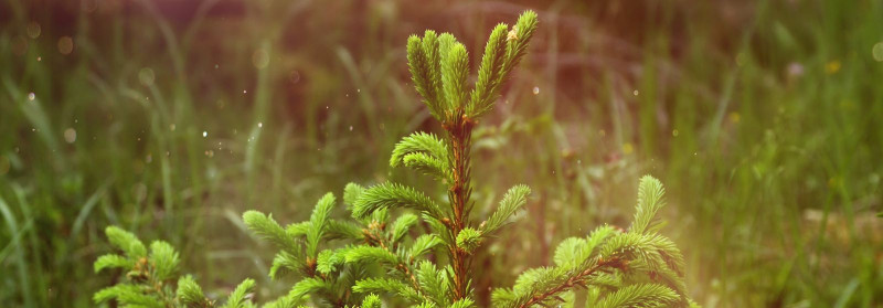 ESTFORESTRY OÜ Planting of forest