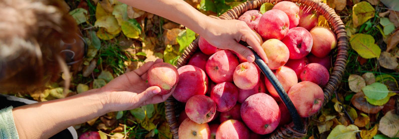 CIDER MILL OÜ Plantation