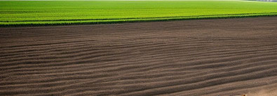 VOORE FARM TEENUSED OÜ Crop cultivation