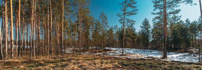 KMK OÜ Jätkusuutlik metsandus ja finantseksperdid