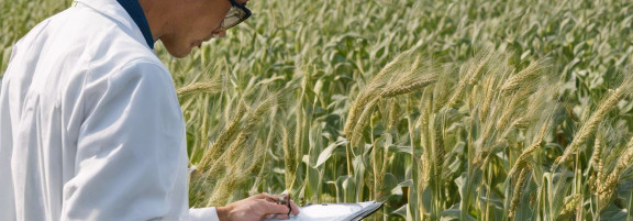 ANKITER OÜ Growing of oilseeds