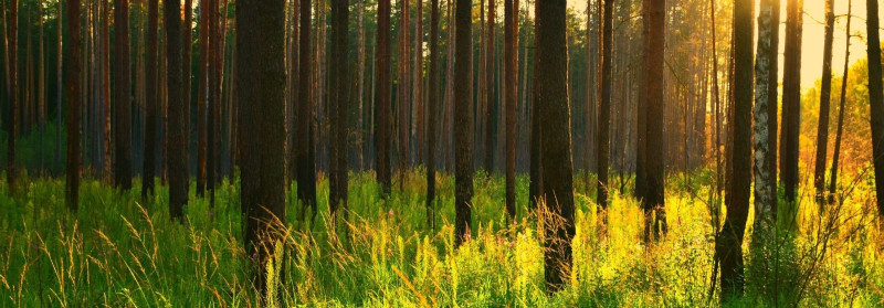 LAAKONEN OÜ Võsalõikus