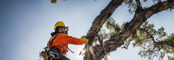 PARGIPUU OÜ Expert arboricultural services