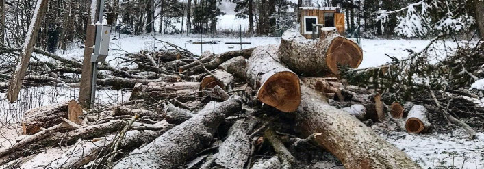 ARBRE OÜ Puude tervise hindamine