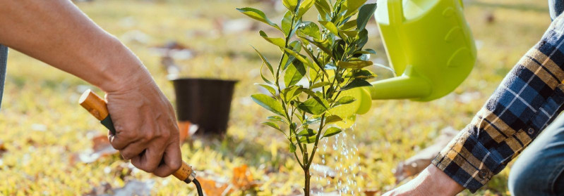 VÕSA JA PUU OÜ Arboristika teenused