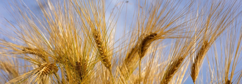 BALTIC GRAIN TRADE OÜ Põllumajandus