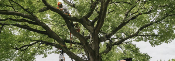 ANDMARIS GRUPP OÜ Arborist services