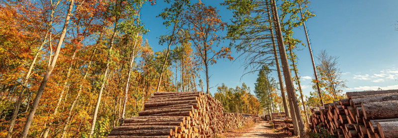 METSASTAJA OÜ Metsateenused