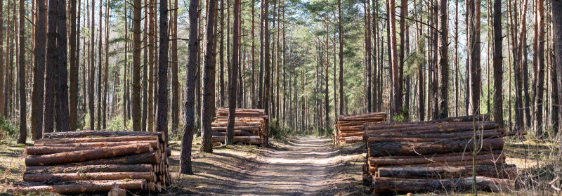 METSASTAJA OÜ Puidu ja biomassi teenused