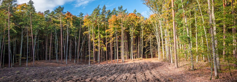 METSASTAJA OÜ Sustainable forest and shrub management