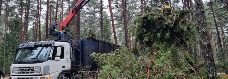 RAE ARBORIST OÜ Krundi puhastus ja haljastustööd