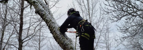 RAE ARBORIST OÜ Tree care and logging